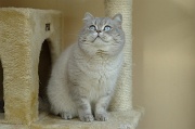 BRITISH SHORTHAIR 018